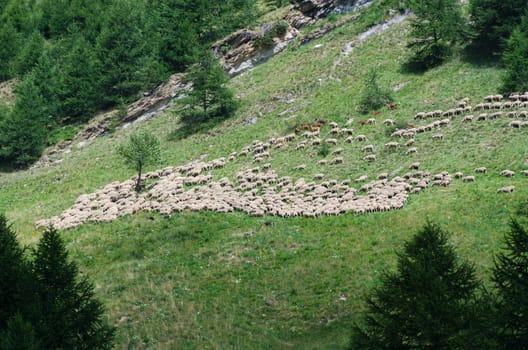 flock of sheep with shepherd dogs in the Alps in Italy