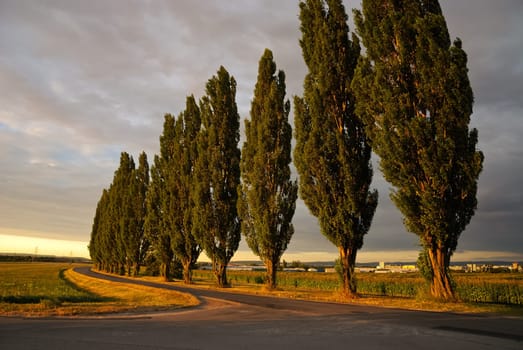 Avenue of trees next to the street