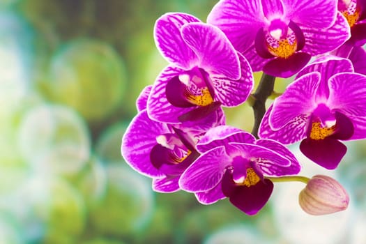 Beautiful pink orchid  - phalaenopsis