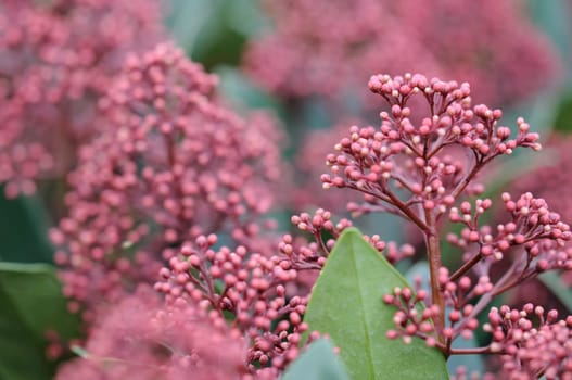 Flower skimmia