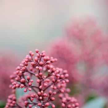 Flower skimmia