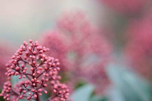 Flower skimmia