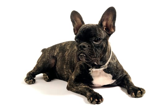 French bulldog on white background in studio