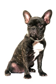 French bulldog on white background in studio
