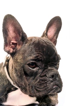 French bulldog on white background in studio