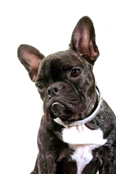 French bulldog on white background in studio