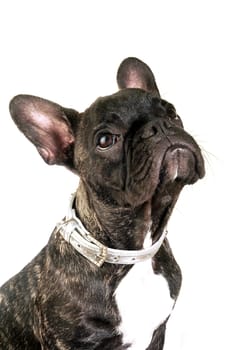 French bulldog on white background in studio