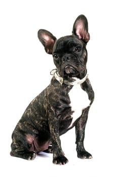 French bulldog on white background in studio