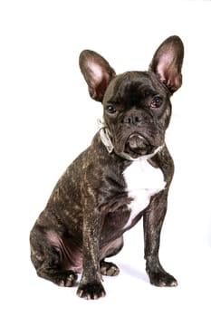 French bulldog on white background in studio