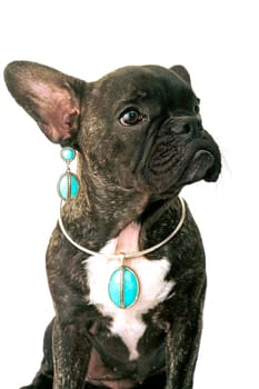 French bulldog on white background in studio