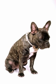 French bulldog on white background in studio