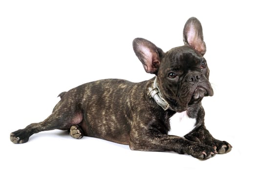 French bulldog on white background in studio