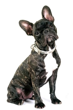 French bulldog on white background in studio
