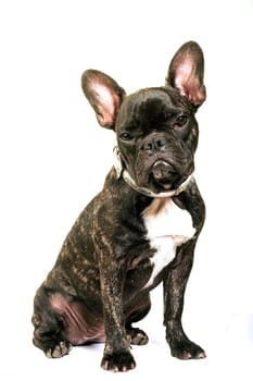 French bulldog on white background in studio