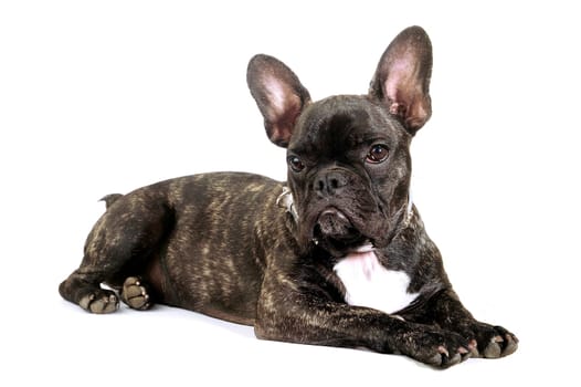 French bulldog on white background in studio