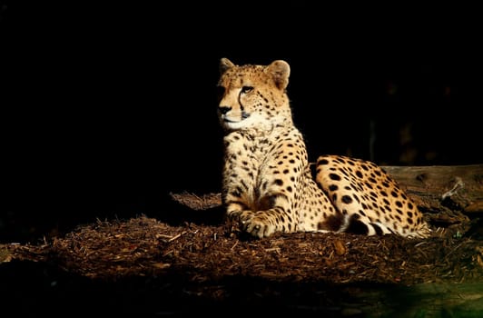 In the sunlight