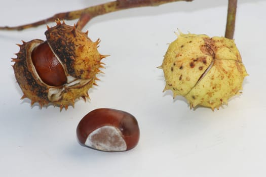 several chestnuts partly still in the fruit housing