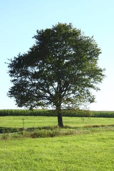 single tree,with blue sky in the background