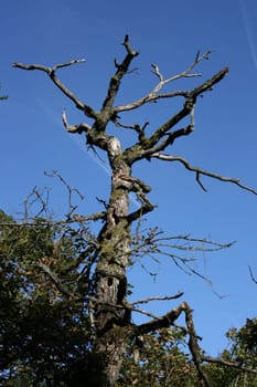 dead tree with woodpecker burrows,blue sky in the background