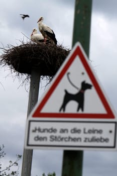 For the sake of the storks,dogs on a leash