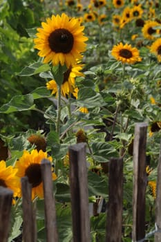 Sunflowers behind a fence