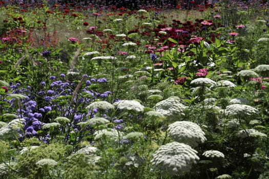 Colourful flower meadow