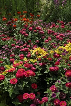 Colourful flower meadow