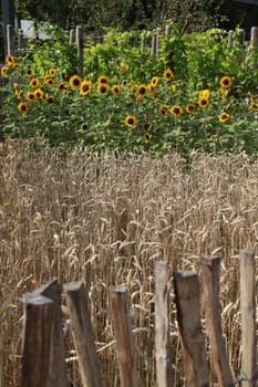 Sunflowers behind a fence