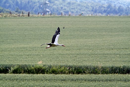Flying stork over fields