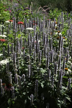 Colourful flower meadow