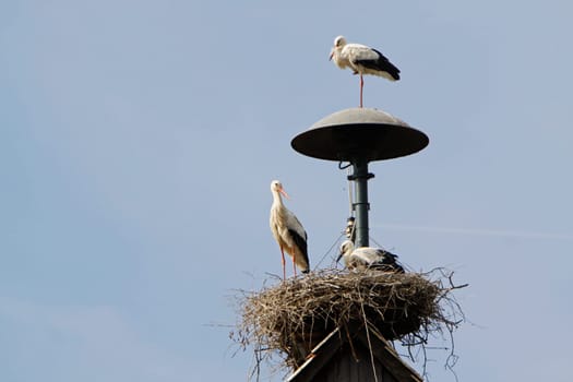 Stork's nest at the fire station in Elbrinxen (Lipperland)