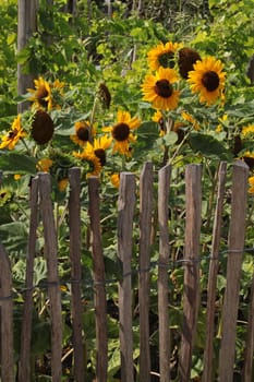 Sunflowers behind a fence