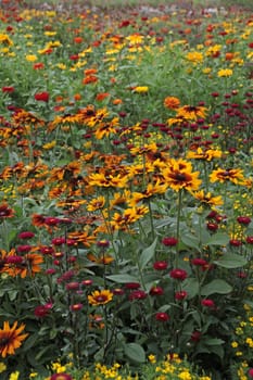 Colourful flower meadow