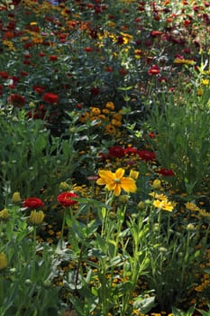 Colourful flower meadow