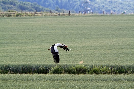 Flying stork over fields