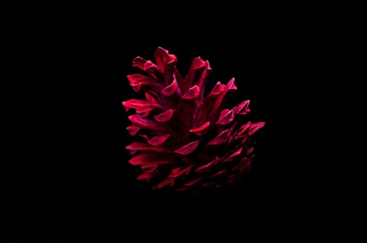 Pine cone lacquered in neon,neon pink on black background