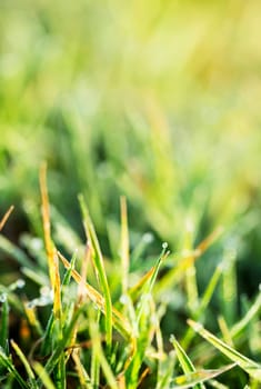 Morning dew in the grass vertical