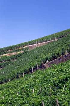 Winegrower's luck