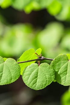 Round leaf bokeh 3