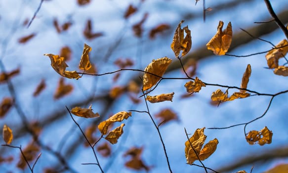 Autumn Leaf Bokeh 4
