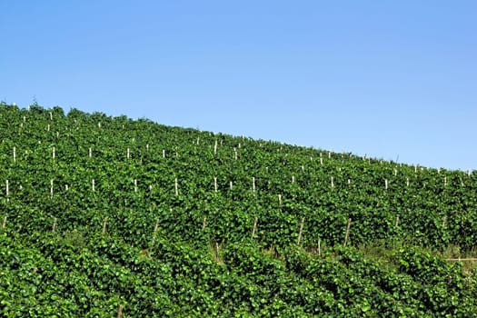 Vineyard in summer