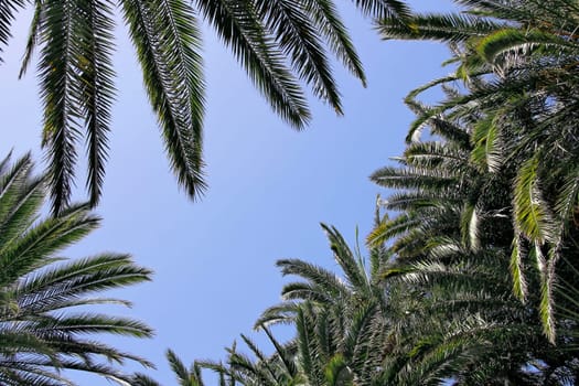 Palm Background