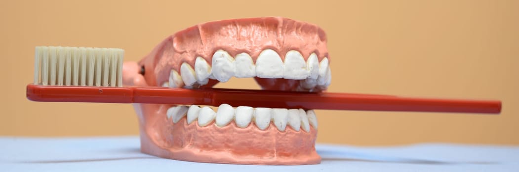 Toothbrush with teeth