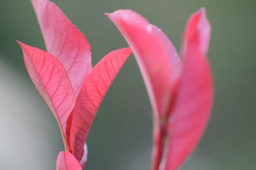 Photinia