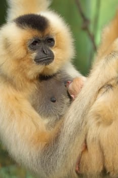Unique shot of the Lar Gibbon (Hylobates lar) with animal baby.