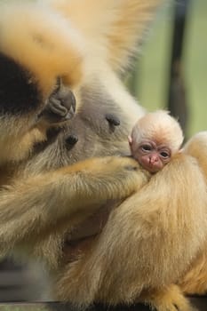 Unique close up view of the Lar Gibbon (Hylobates lar) with animal baby.