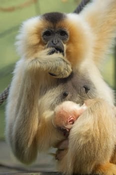 Unique shot of the Lar Gibbon (Hylobates lar) with animal baby.