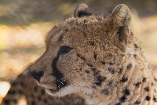 Detailed side view of cheetah head (Acinonyx jubatus). Horizontally.