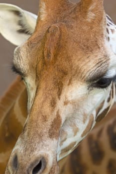 Closeup view of a giraffe head. Vertically.