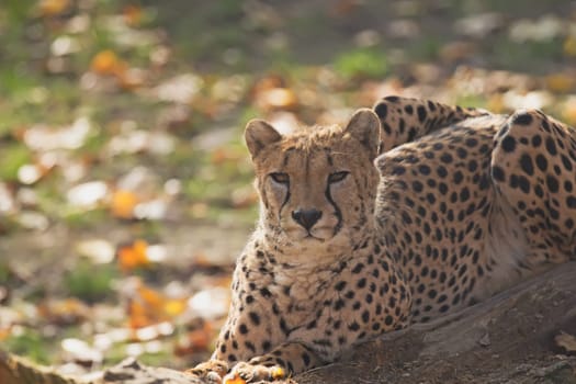Detailed side view of cheetah (Acinonyx jubatus). Horizontally.